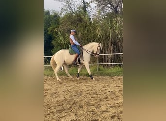 Lusitanien, Hongre, 4 Ans, 157 cm, Cremello