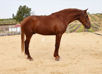 Lusitanien, Hongre, 4 Ans, 158 cm, Alezan