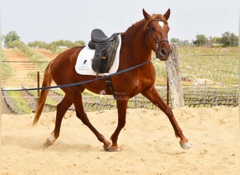 Lusitanien, Hongre, 4 Ans, 158 cm, Alezan