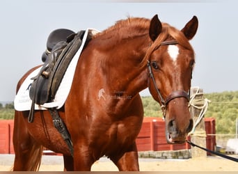 Lusitanien, Hongre, 4 Ans, 158 cm, Alezan