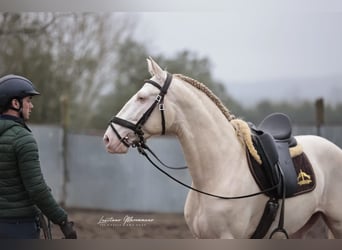 Lusitanien, Hongre, 4 Ans, 158 cm, Cremello