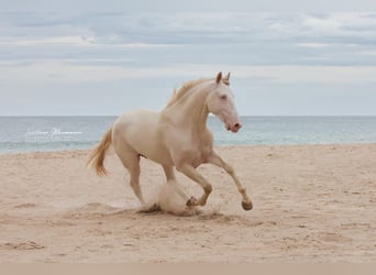 Lusitanien, Hongre, 4 Ans, 158 cm, Cremello