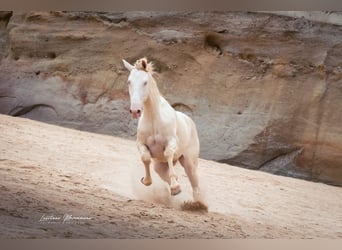 Lusitanien, Hongre, 4 Ans, 158 cm, Cremello