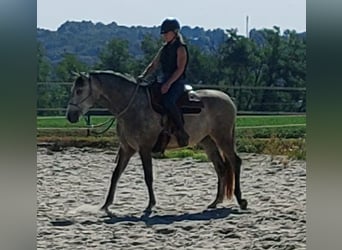 Lusitanien, Hongre, 4 Ans, 158 cm, Gris pommelé