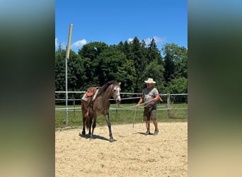 Lusitanien, Hongre, 4 Ans, 158 cm, Rouan Rouge