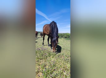 Lusitanien, Hongre, 4 Ans, 160 cm, Bai brun