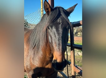 Lusitanien, Hongre, 4 Ans, 160 cm, Bai brun