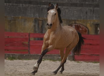 Lusitanien, Hongre, 4 Ans, 160 cm, Buckskin