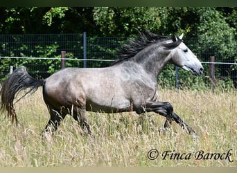 Lusitanien, Hongre, 4 Ans, 160 cm, Gris