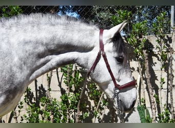 Lusitanien, Hongre, 4 Ans, 160 cm, Gris