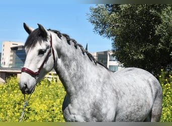 Lusitanien, Hongre, 4 Ans, 160 cm, Gris