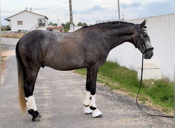 Lusitanien, Hongre, 4 Ans, 160 cm, Gris