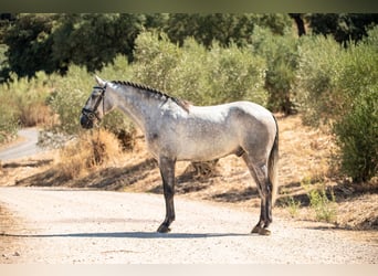 Lusitanien, Hongre, 4 Ans, 161 cm, Gris