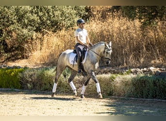 Lusitanien, Hongre, 4 Ans, 161 cm, Gris