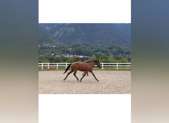 Lusitanien, Hongre, 4 Ans, 163 cm, Bai