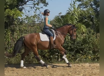 Lusitanien, Hongre, 4 Ans, 163 cm, Bai
