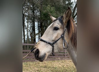 Lusitanien, Hongre, 4 Ans, 163 cm, Buckskin