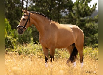 Lusitanien, Hongre, 4 Ans, 163 cm, Isabelle