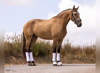 Lusitanien, Hongre, 4 Ans, 163 cm, Isabelle