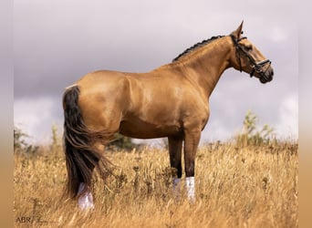 Lusitanien, Hongre, 4 Ans, 163 cm, Isabelle
