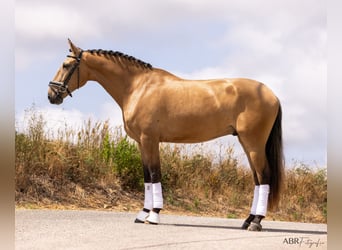 Lusitanien, Hongre, 4 Ans, 163 cm, Isabelle