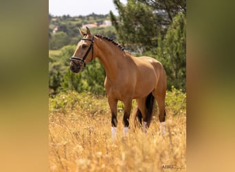 Lusitanien, Hongre, 4 Ans, 163 cm, Isabelle