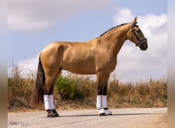 Lusitanien, Hongre, 4 Ans, 163 cm, Isabelle
