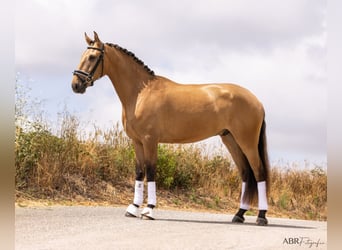 Lusitanien, Hongre, 4 Ans, 163 cm, Isabelle