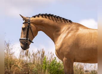 Lusitanien, Hongre, 4 Ans, 163 cm, Isabelle