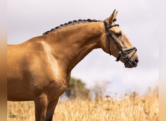 Lusitanien, Hongre, 4 Ans, 163 cm, Isabelle