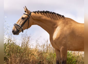 Lusitanien, Hongre, 4 Ans, 163 cm, Isabelle