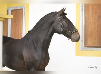 Lusitanien, Hongre, 4 Ans, 164 cm, Bai brun