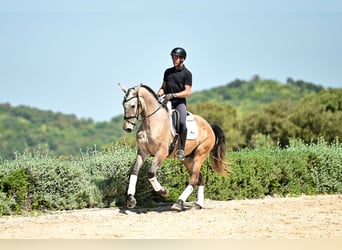 Lusitanien, Hongre, 4 Ans, 165 cm, Aubère