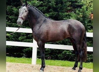 Lusitanien Croisé, Hongre, 4 Ans, 165 cm, Gris