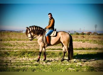 Lusitanien, Hongre, 4 Ans, 165 cm, Isabelle