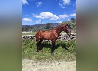 Lusitanien, Hongre, 4 Ans, 166 cm, Bai