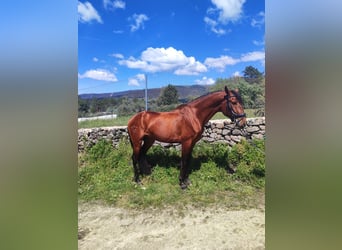 Lusitanien, Hongre, 4 Ans, 166 cm, Bai