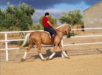 Lusitanien, Hongre, 4 Ans, 168 cm, Palomino