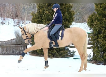 Lusitanien, Hongre, 4 Ans, 170 cm, Palomino