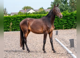 Lusitanien Croisé, Hongre, 4 Ans, 174 cm, Bai brun
