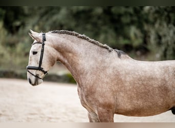 Lusitanien, Hongre, 4 Ans, Gris