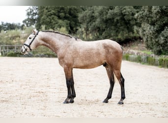 Lusitanien, Hongre, 4 Ans, Gris