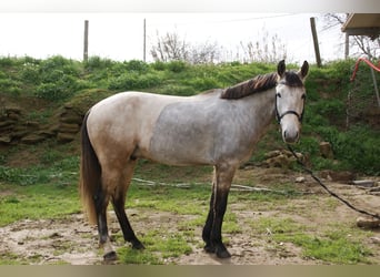 Lusitanien, Hongre, 5 Ans, 147 cm, Gris pommelé