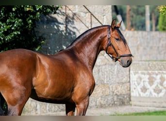 Lusitanien, Hongre, 5 Ans, 152 cm, Bai