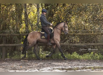Lusitanien, Hongre, 5 Ans, 152 cm, Buckskin