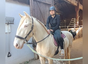 Lusitanien, Hongre, 5 Ans, 152 cm, Perlino