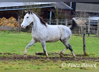 Lusitanien, Hongre, 5 Ans, 154 cm, Gris