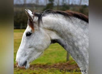 Lusitanien, Hongre, 5 Ans, 154 cm, Gris