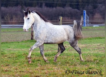 Lusitanien, Hongre, 5 Ans, 154 cm, Gris