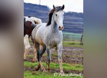 Lusitanien, Hongre, 5 Ans, 154 cm, Gris